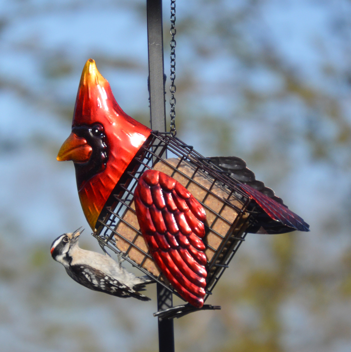 Deco Suet Cage Feeder Cardinal